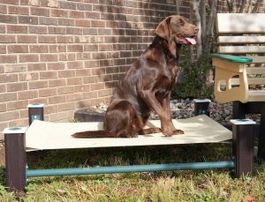 Buddy Bed - Playmart