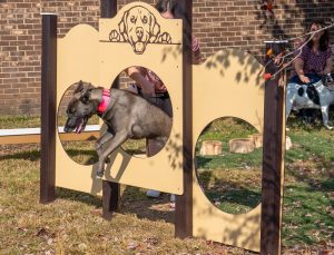 Hound Hoop - Playmart